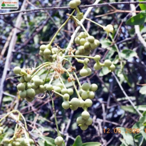 Maerua oblongifolia