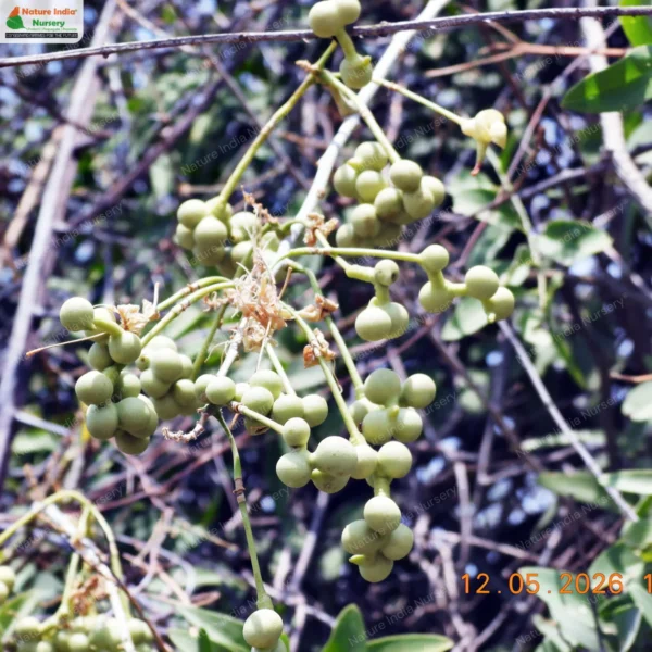 maerua-oblongifoila-01