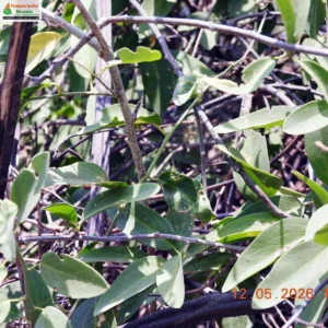 maerua-oblongifoila-02