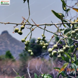 maerua-oblongifoila-03