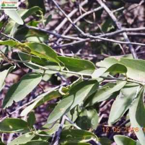maerua-oblongifoila-04