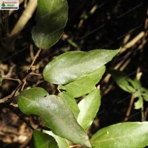 mallotus-philippensis-04