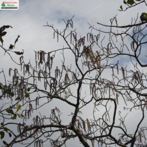 mallotus-polycarpus-01