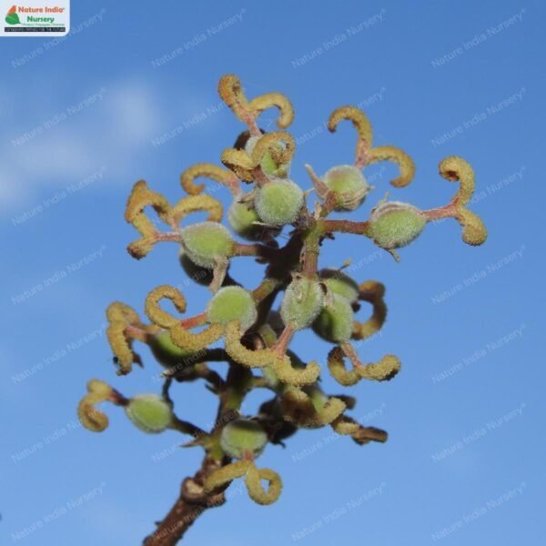 mallotus-polycarpus-05