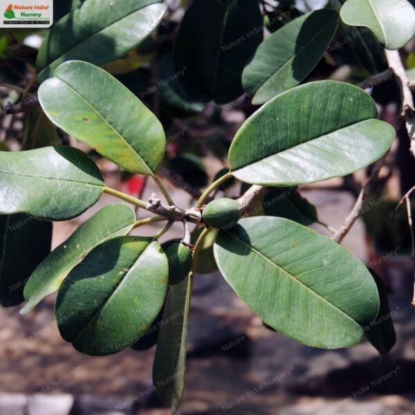 manilkara-hexandra-01