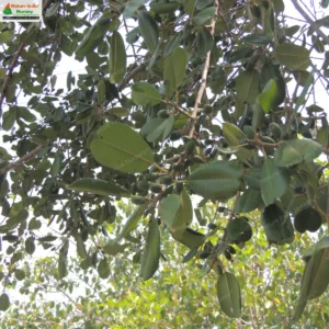 manilkara-hexandra-02