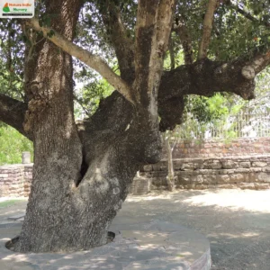 manilkara-hexandra-04