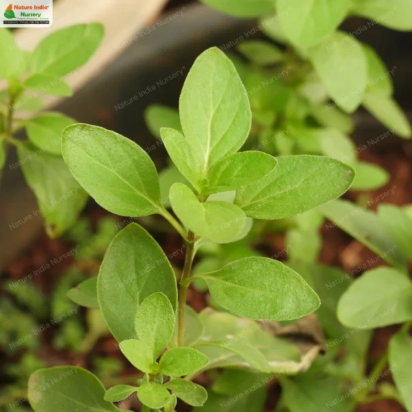 mentha-piperita-01