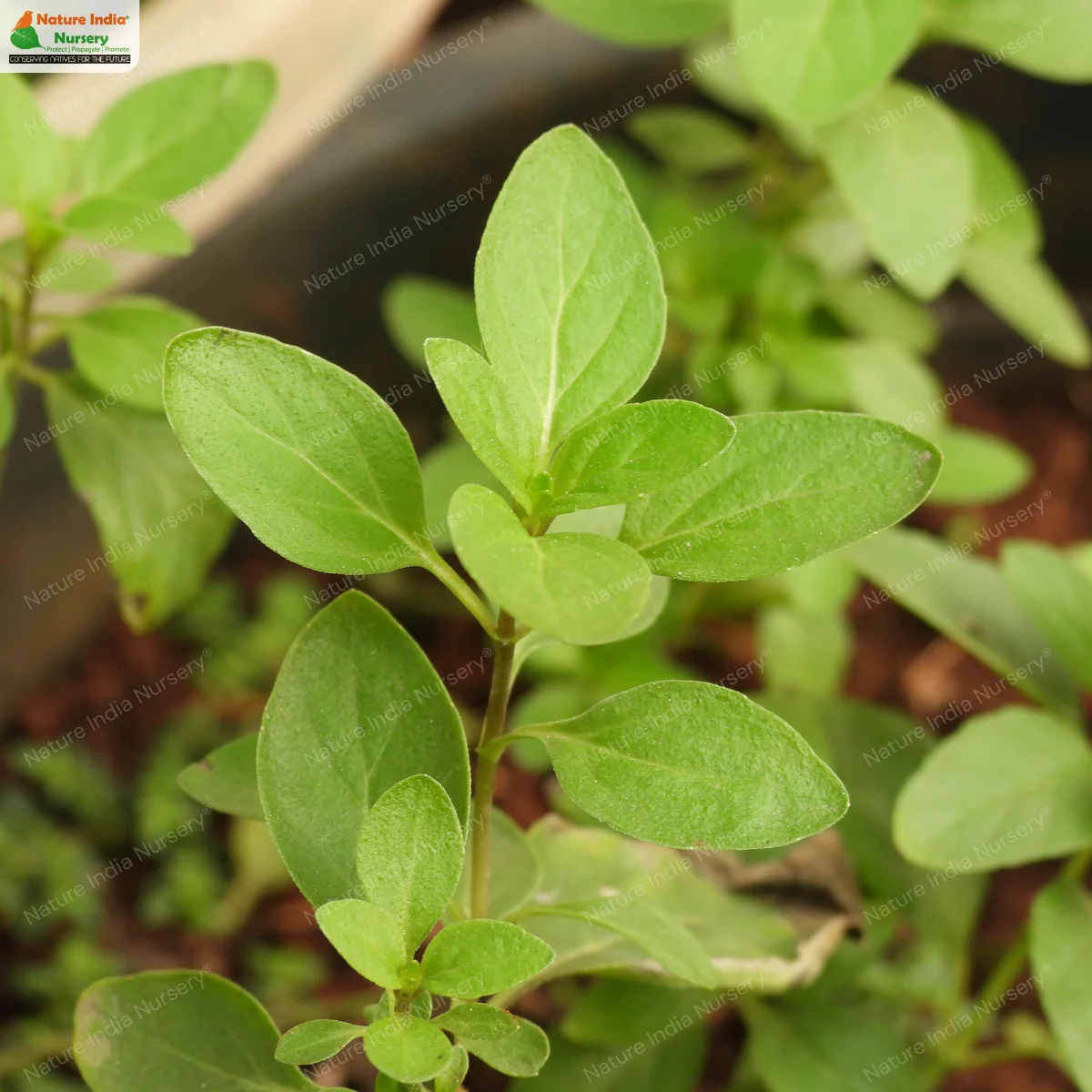 Mentha piperita