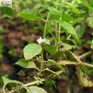 mentha-piperita-02