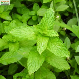 Mentha spicata