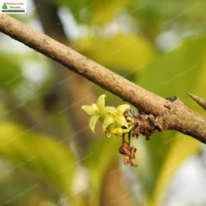 meyna-laxiflora-02