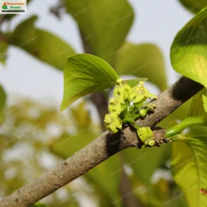 meyna-laxiflora-04