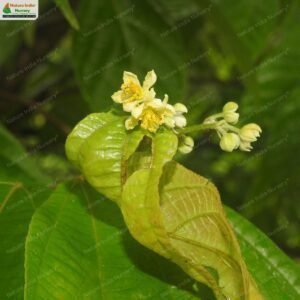 microcos-paniculata-03