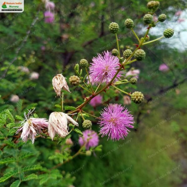 mimosa-hamata-02