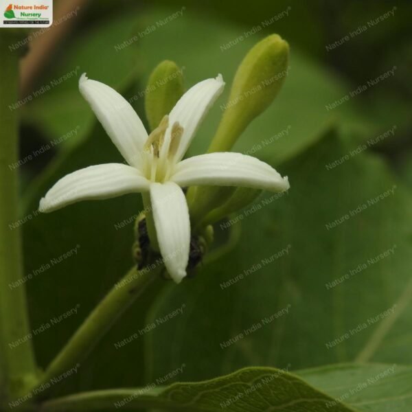 morinda-coreia-04