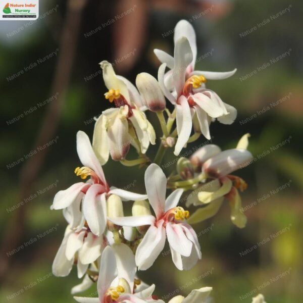 moringa-conccanensis-04