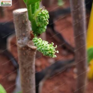 morus-macroura-03