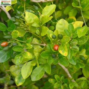 murraya-paniculata-01