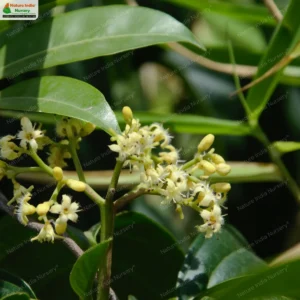 nothapodytes-nimmoniana-01