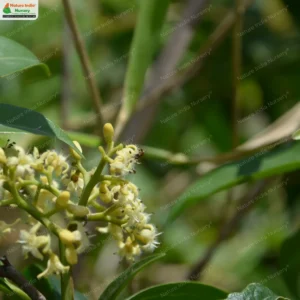 nothapodytes-nimmoniana-04