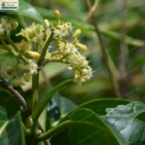 Nothapodytes nimmoniana