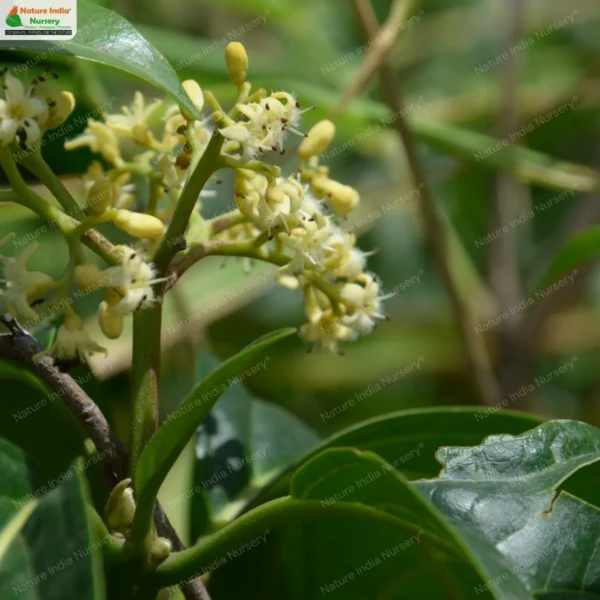 nothapodytes-nimmoniana-05