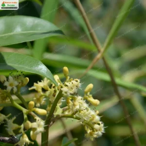 nothapodytes-nimmoniana-07
