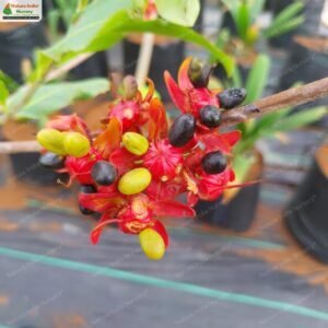 ochna-obtusata-01