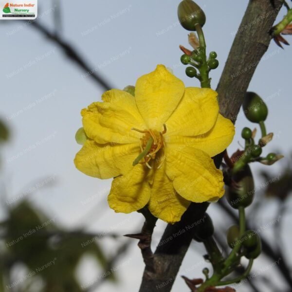 ochna-obtusata-06