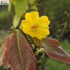 ochna-obtusata-07