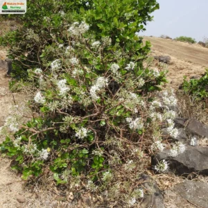 pavetta-crassicaulis-01