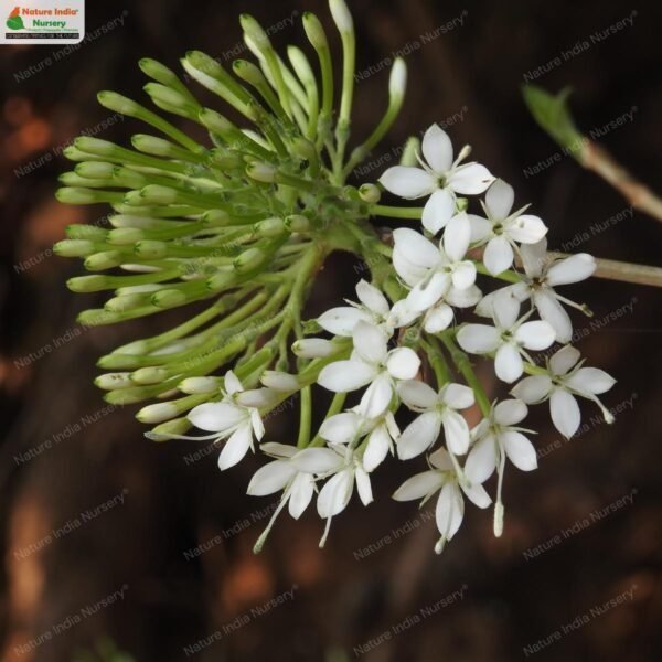 pavetta-crassicaulis-01