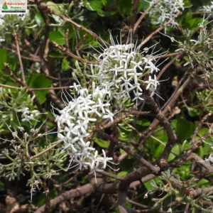 pavetta-crassicaulis-02
