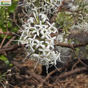 pavetta-crassicaulis-03