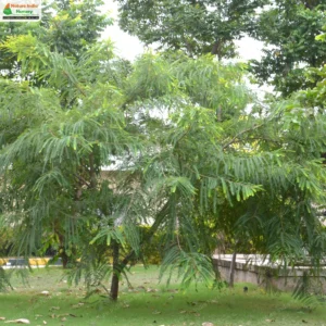 phyllanthus-emblica-01