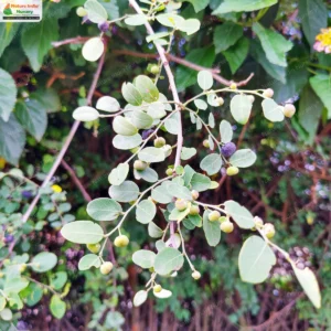 Phyllanthus reticulatus