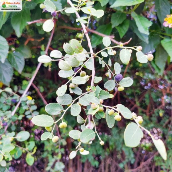 phyllanthus-reticulatus-01