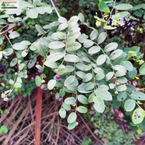 phyllanthus-reticulatus-02