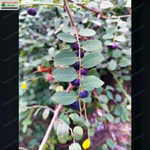 phyllanthus-reticulatus-03