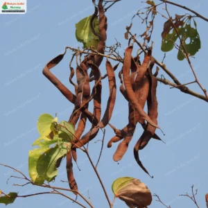 piliostigma-foveolatum-01