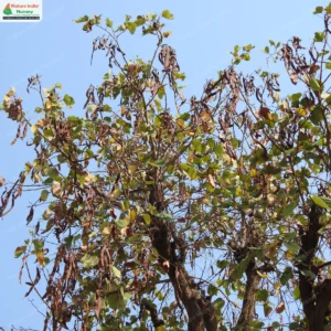 piliostigma-foveolatum-02