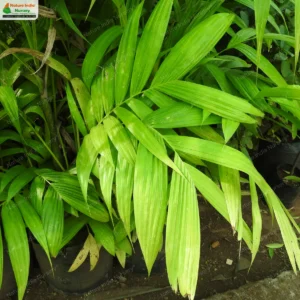 pinanga-dicksonii-01