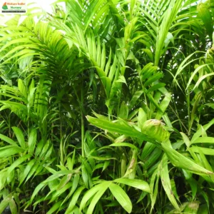 pinanga-dicksonii-02