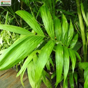Pinanga dicksonii