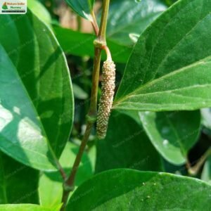 piper-cubeba-01