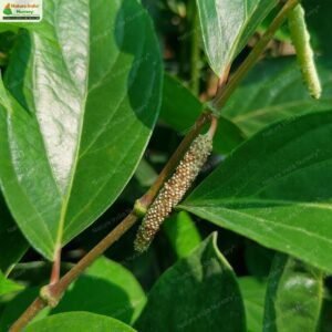 piper-cubeba-04