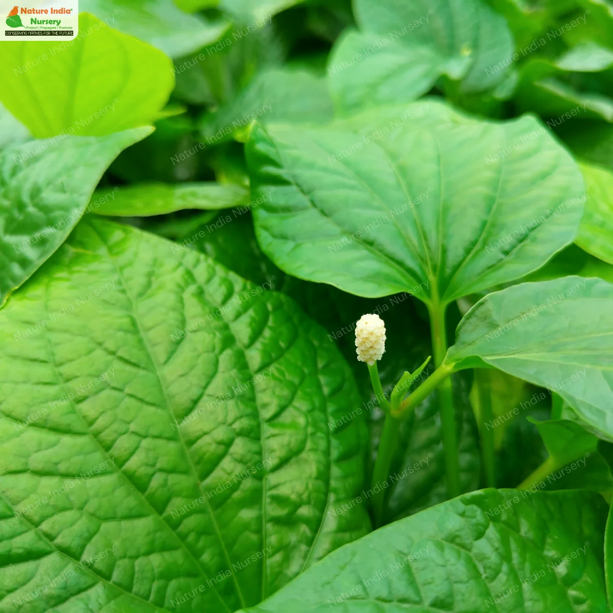 Buy Piper sarmentosum Plant in Bulk Online - Nature India Nursery