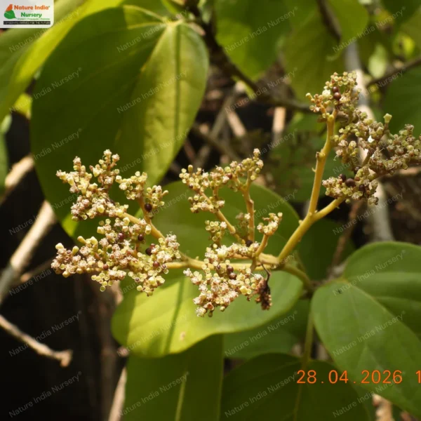 premna-coriacea-01