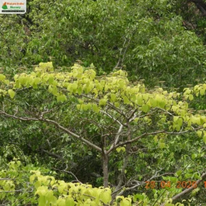 premna-coriacea-02